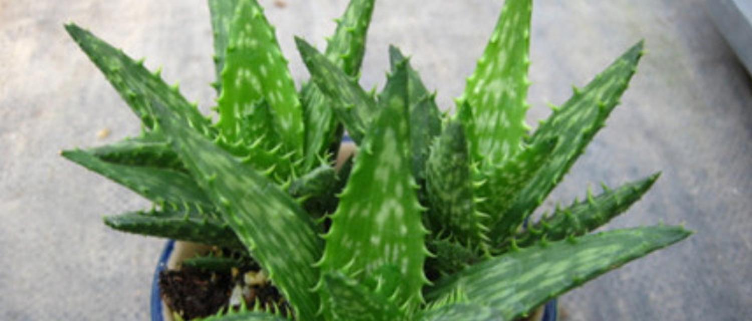能晒太阳的室内植物树有哪些？它们对光照的需求如何？