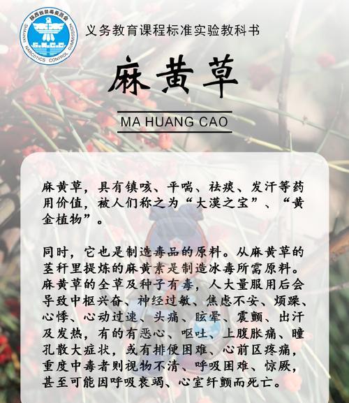 滴水观音毒性如何避免？对人体有害吗？