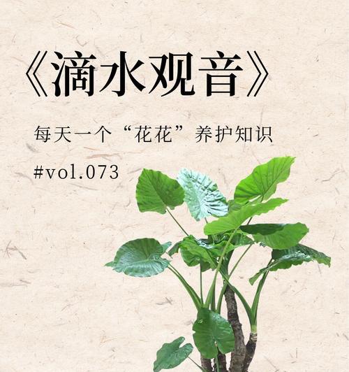滴水观音毒性如何避免？对人体有害吗？