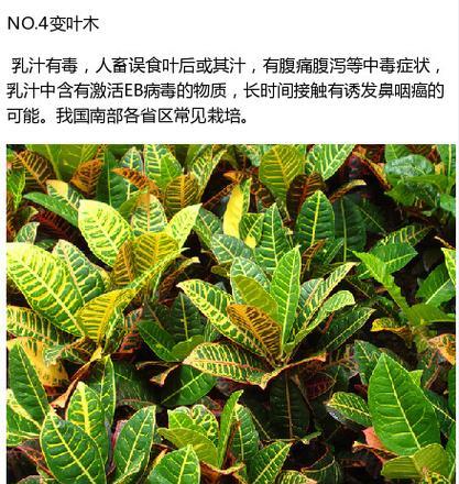 滴水观音毒性如何避免？对人体有害吗？