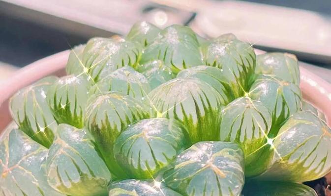 玉露紧凑的养护方法是什么？如何避免玉露生长过于松散？