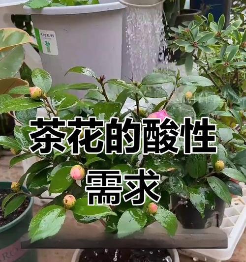 盆栽茶花掉叶子怎么办？如何预防和处理？