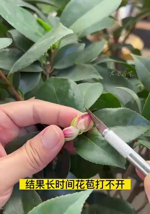 盆栽茶花掉叶子怎么办？如何预防和处理？