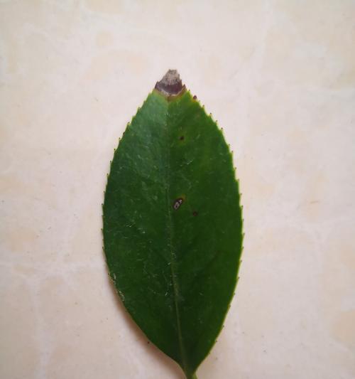 盆栽茶花掉叶子怎么办？如何预防和处理？