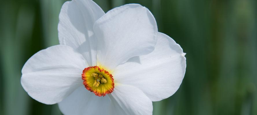 水仙花的花瓣有什么特点？水仙花的花瓣像什么？
