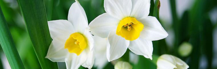 水仙花的花瓣有什么特点？水仙花的花瓣像什么？