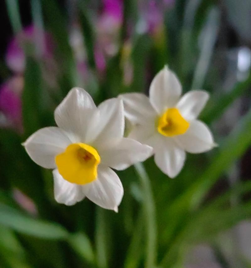 水仙花的花瓣有什么特点？水仙花的花瓣像什么？