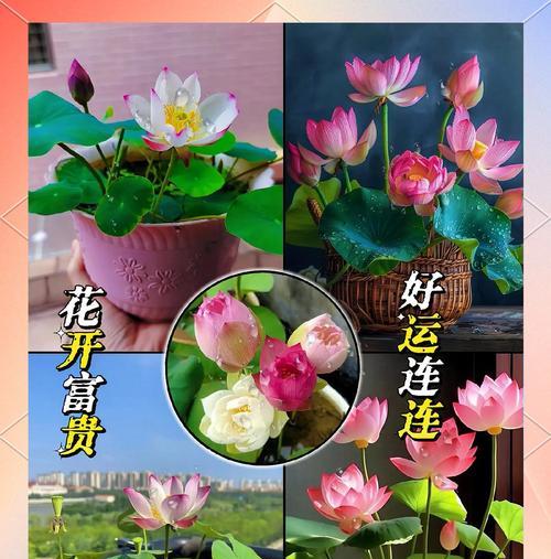 水莲花的养殖方法是什么？如何保持水莲花的健康生长？