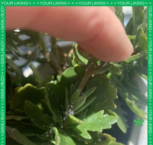 水培植物长虫子是什么原因？如何处理水培植物的虫害？