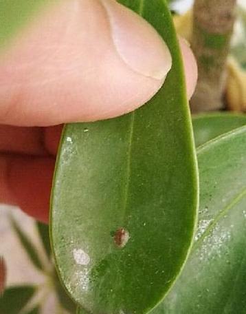 水培植物长虫子是什么原因？如何处理水培植物的虫害？
