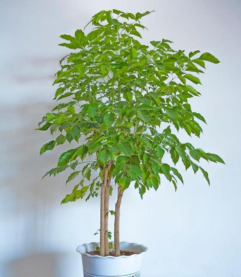 平安树叶子下垂的原因是什么？如何处理平安树叶子下垂？