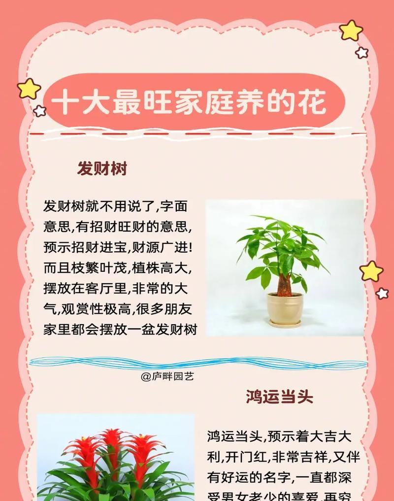 发财树果实如何种植？正确的步骤是什么？