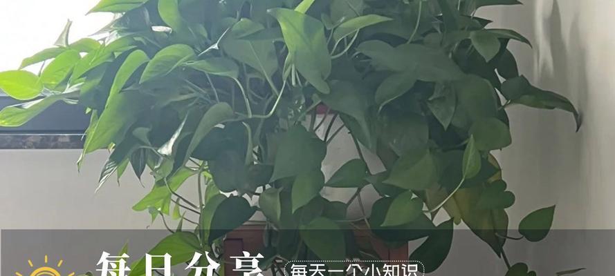 绿萝叶子变黑的原因是什么？如何处理和预防？