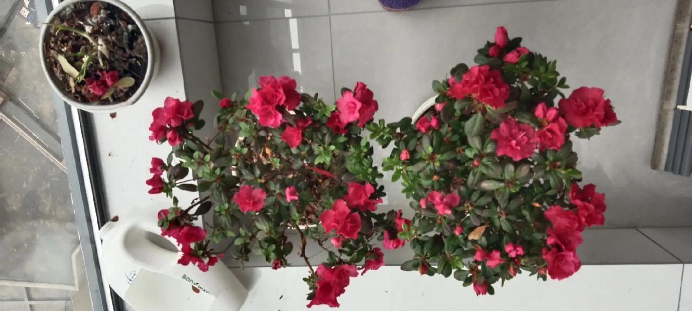 牛奶怎么浇花？牛奶对植物生长有何帮助？