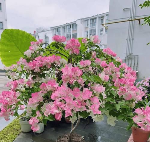 秋天有哪些花会盛开？如何养护秋季花卉？