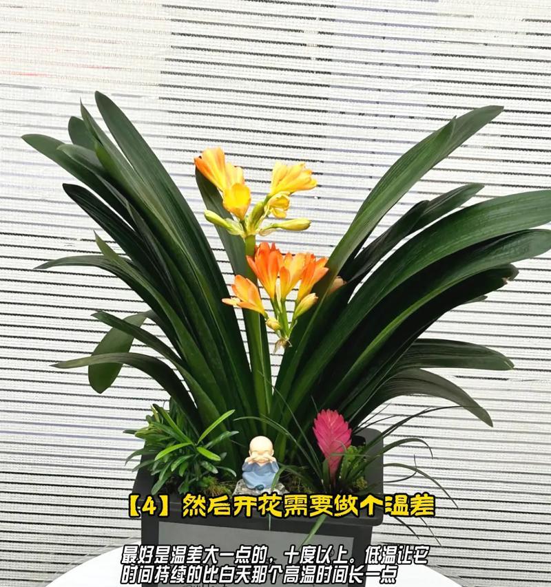 君子兰的观赏价值和益处是什么？如何养护以发挥其最大优势？