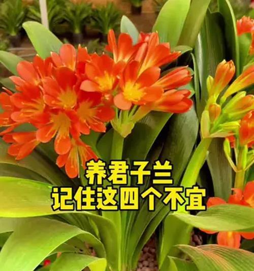 君子兰的观赏价值和益处是什么？如何养护以发挥其最大优势？