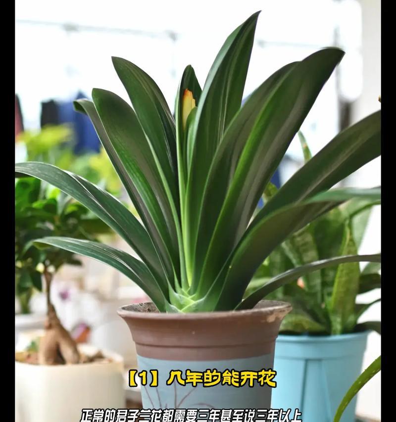 君子兰的观赏价值和益处是什么？如何养护以发挥其最大优势？