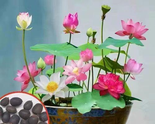 用莲子种植莲花的步骤是什么？