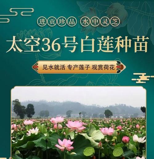 用莲子种植莲花的步骤是什么？