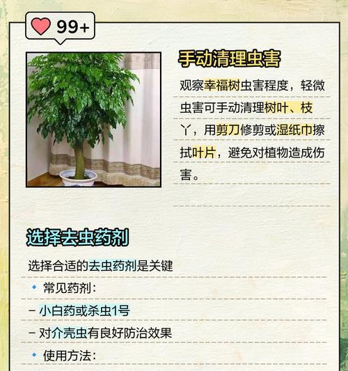 幸福树长了蚧壳虫怎么处理？有效防治方法是什么？