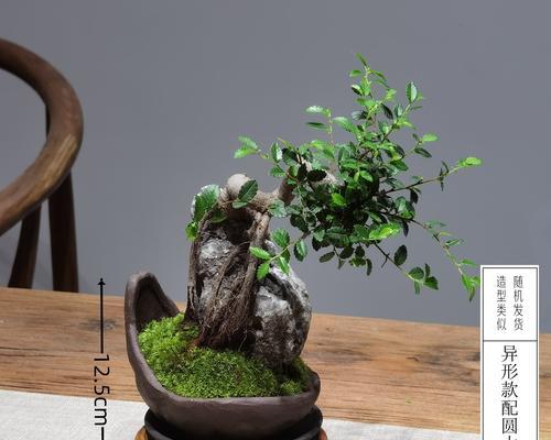 榆树盆景怎么养？养护榆树盆景的要点是什么？