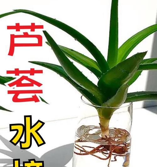 芦荟种植需要注意什么？有哪些简单有效的种植步骤？