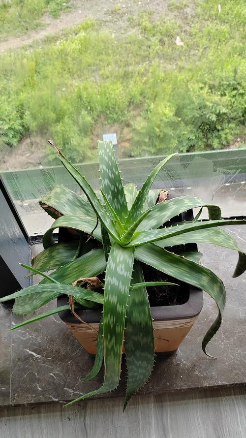 芦荟种植需要注意什么？有哪些简单有效的种植步骤？