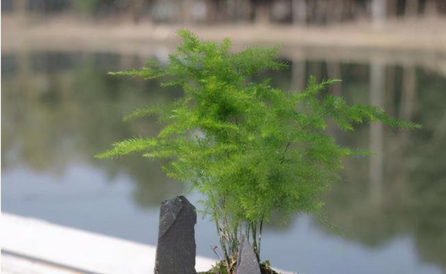 文竹的养殖方法有哪些？如何让文竹保持翠绿茂盛？