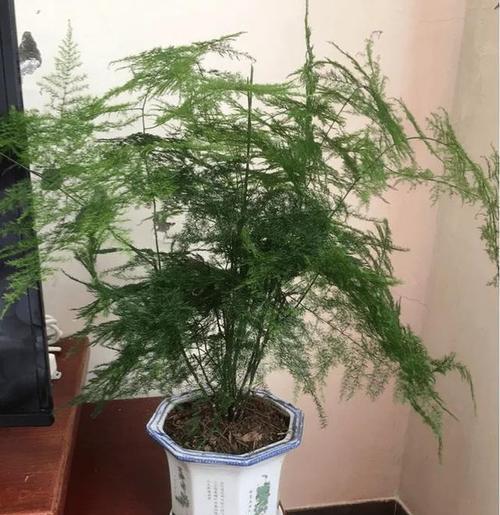 文竹的养殖方法有哪些？如何让文竹保持翠绿茂盛？