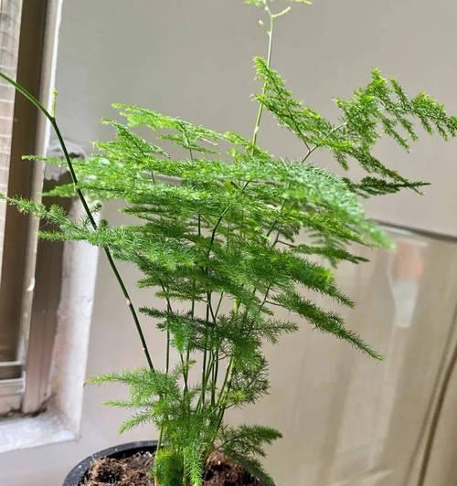 文竹的养殖方法有哪些？如何让文竹保持翠绿茂盛？