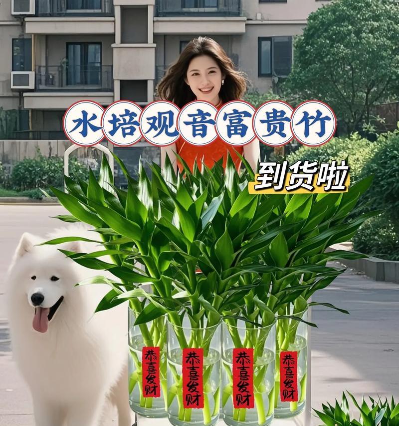 水培观音竹分株技巧是什么？如何正确操作？