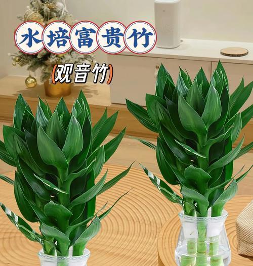 水培观音竹分株技巧是什么？如何正确操作？