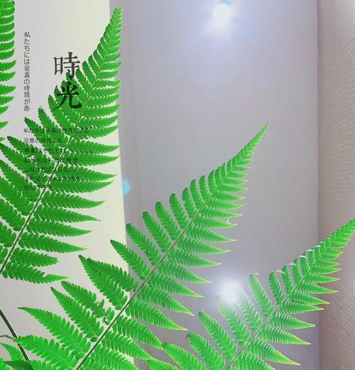 蕨类植物浇水频率是多少？