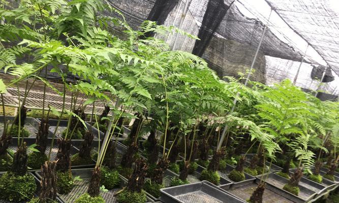 蕨类植物浇水频率是多少？