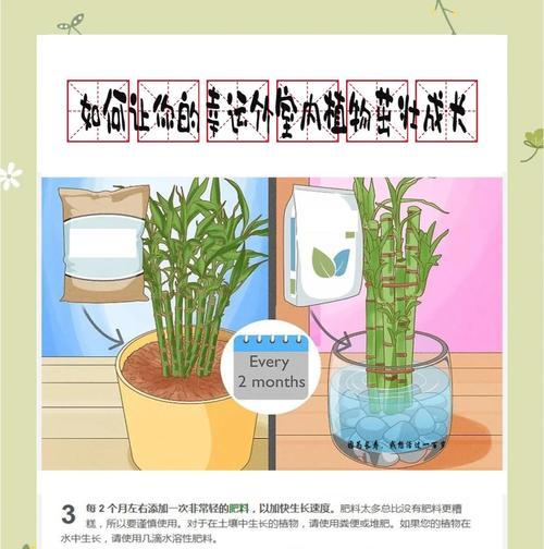 北方竹子移栽的最佳时期是什么时候？移栽后如何管理？
