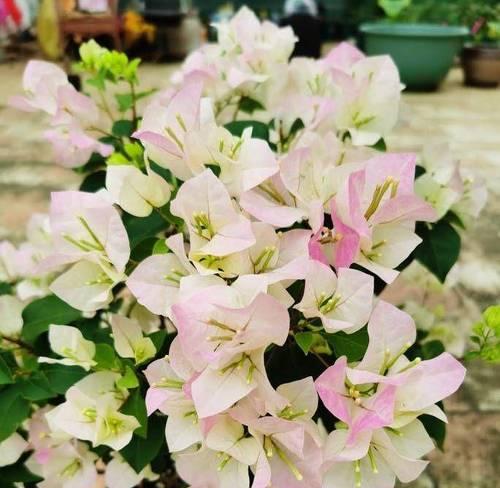 夏天开的花有哪些？如何照料这些夏季花卉？