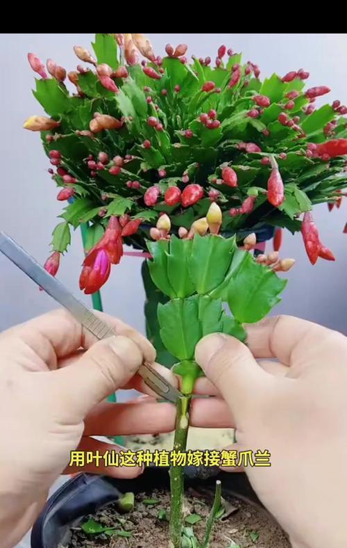 蟹爪兰嫁接的最佳选择是什么？如何进行蟹爪兰嫁接？