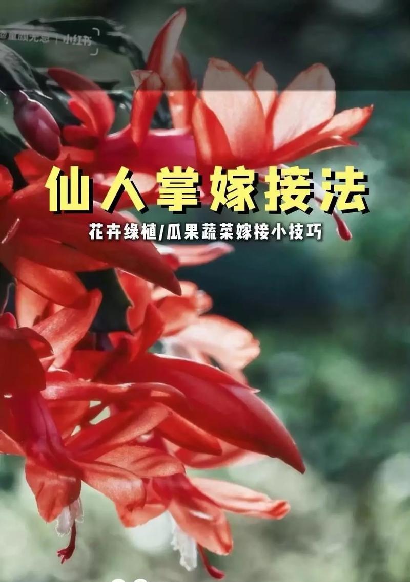 蟹爪兰嫁接的最佳选择是什么？如何进行蟹爪兰嫁接？