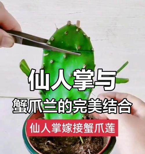 蟹爪兰嫁接的最佳选择是什么？如何进行蟹爪兰嫁接？