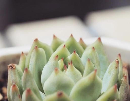 多肉植物秋天如何养护？多肉秋天的管理技巧是什么？
