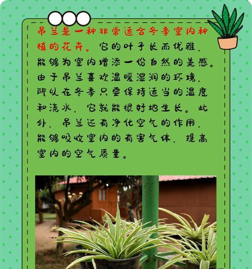 仙人掌冬季养护的要点是什么？