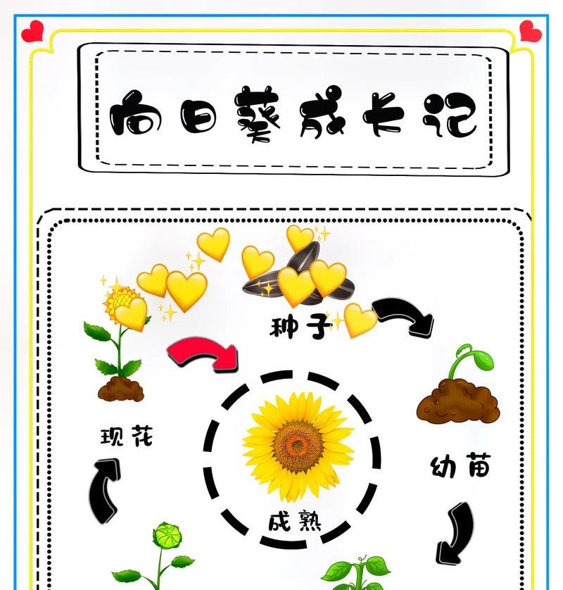 向日葵盆栽的日常护理有哪些要点？向日葵盆栽多久浇水一次？