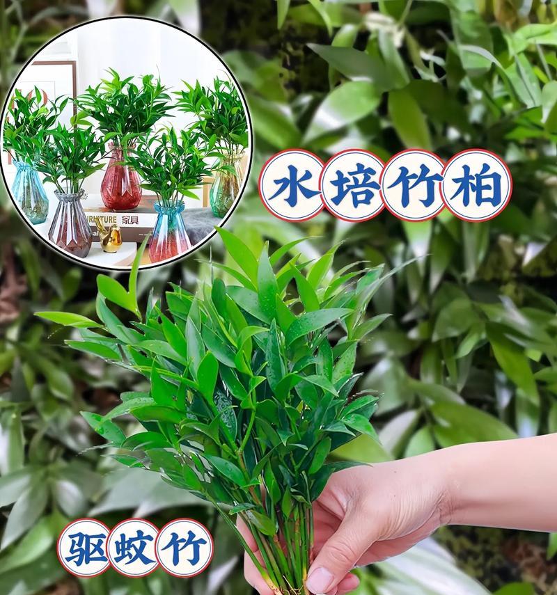 什么植物能驱蚊子？哪些植物具有天然驱蚊效果？