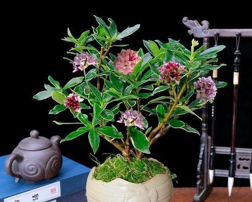 冬天花草如何过冬？哪些植物需要特别注意？