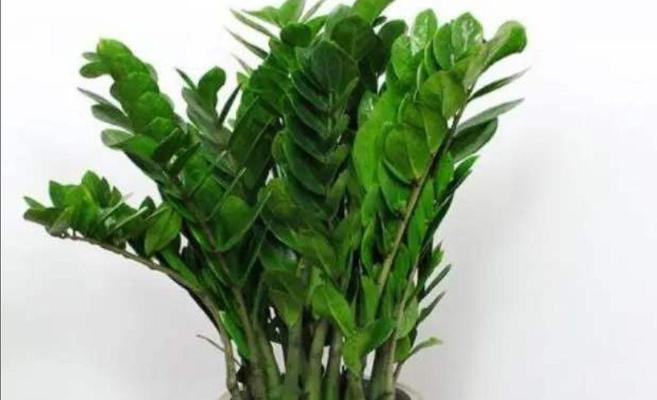 冬天花草如何过冬？哪些植物需要特别注意？