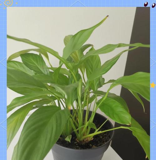 小黑飞入侵植物怎么办？有效防治小黑飞的方法有哪些？