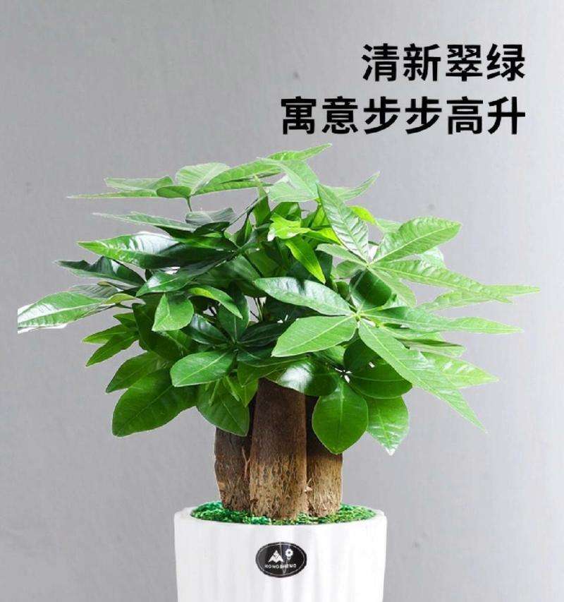 发财树收到后如何进行栽培种植？如何确保发财树的成活率？
