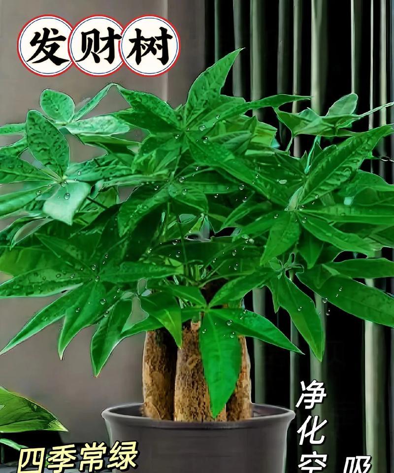 发财树收到后如何进行栽培种植？如何确保发财树的成活率？