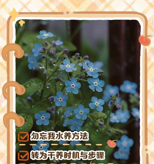 勿忘我鲜花保存方法是什么？能保存多久？